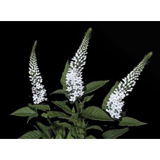 Lysimachia - White